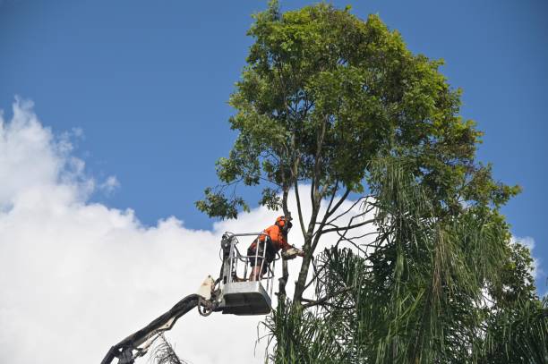  Peppermill Village, MD Tree Services Pros